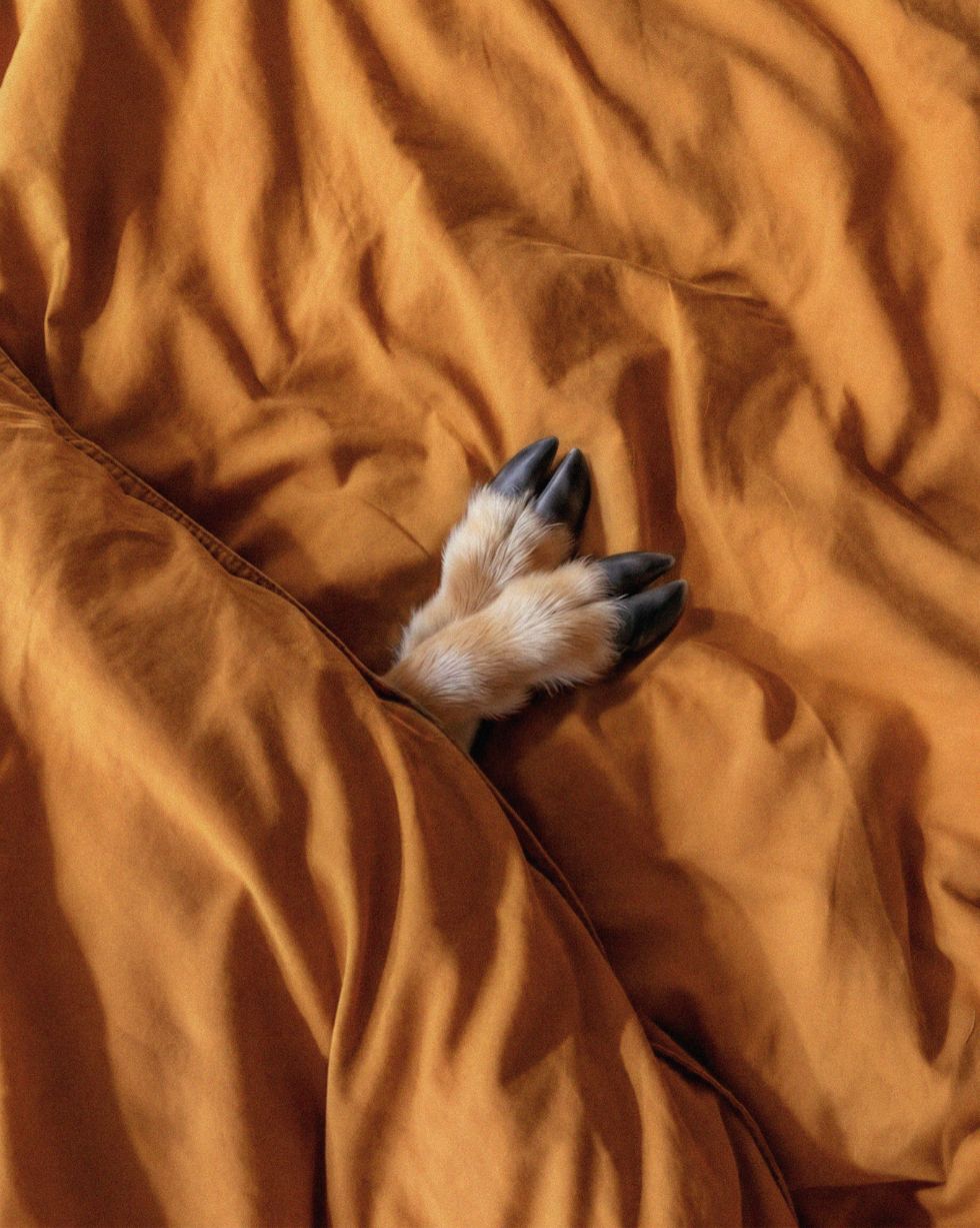 A deer's hoof under an ochre duvet